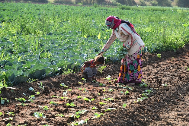 Lavoratore agricolo indiano non identificato che pianta cavolo in campo e che tiene mazzo di piccola pianta di cavolo nelle mani presso l'azienda agricola biologica.