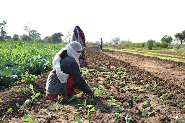 unidentified Indian farm worker planting cabbage in field and holding bunch of small plant of cabbage in hands at the organic farm.