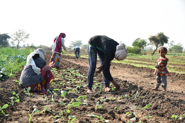 unidentified Indian farm worker planting cabbage in field and holding bunch of small plant of cabbage in hands at the organic farm.