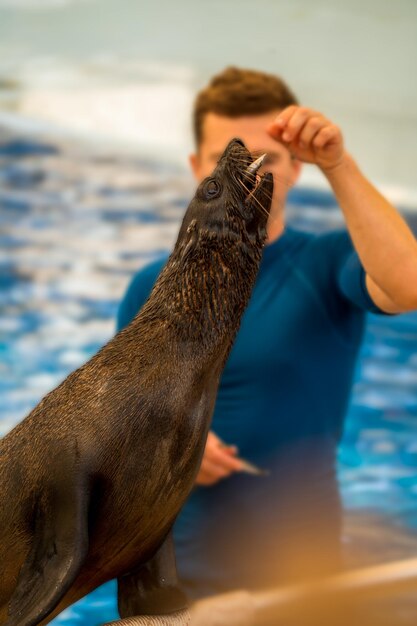 An unidentified man feeding fish to a seal against blurred background selective focus