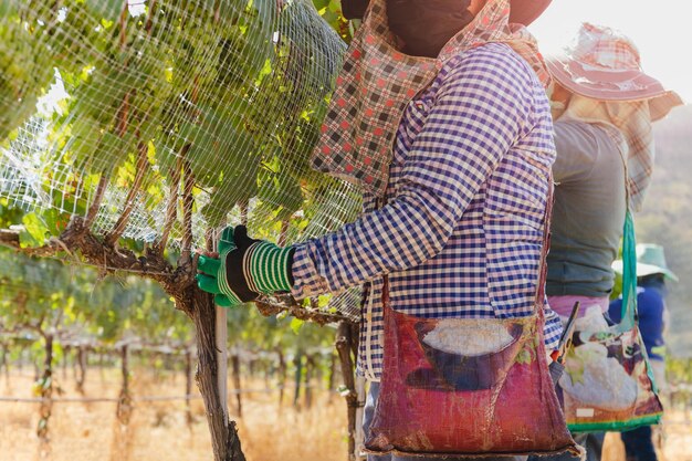 Unidentified worker netting grape wine with wire