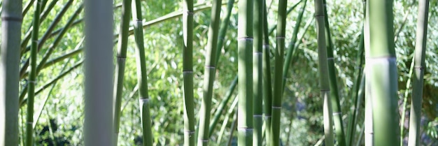 Unieke groene tropische omgeving met bamboebomen helder bamboepad in het bosconcept