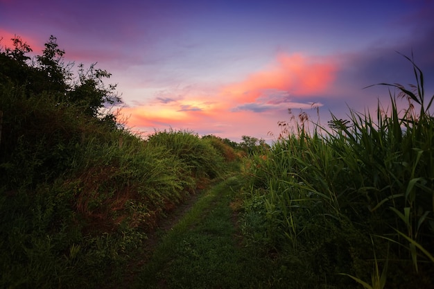 Unieke zonsondergang in een weiland met gras op de voorgrond