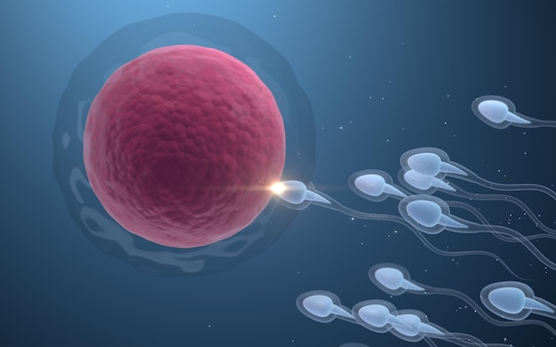 the union of sperm and an egg cell 3d rendering