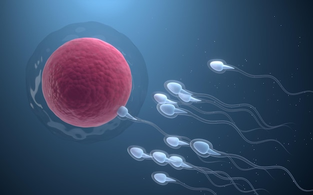 The union of sperm and an egg cell 3d rendering