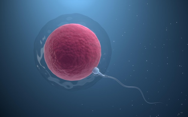 The union of sperm and an egg cell 3d rendering