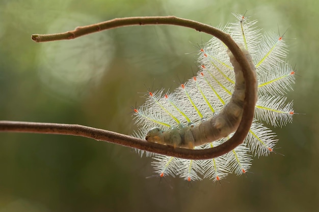 Photo unique caterpillar from borneo island