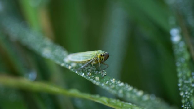 The unique cicada is disguised under the environment, incredible wildlife