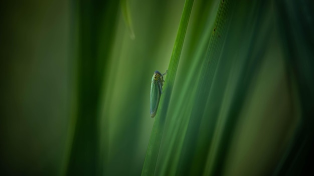 The unique cicada is disguised under the environment