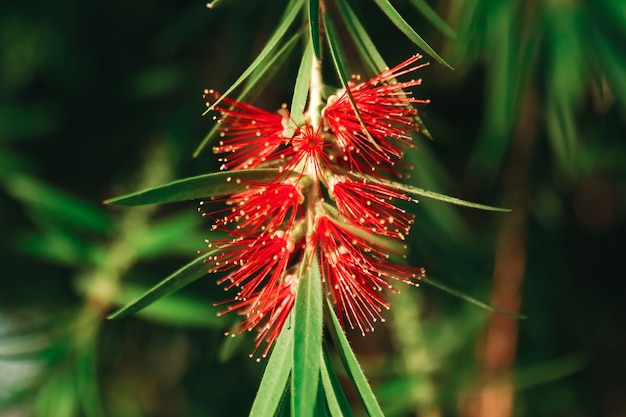 ユニークな花は自然を植えます