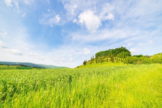 사진 볼테라 밸리 투스카니 이탈리아(volterra valley tuscany italy)의 독특한 녹색 풍경 경작된 언덕과 곡물 농작물 밭의 아름다운 극적인 하늘과 일몰 빛 toscana italia