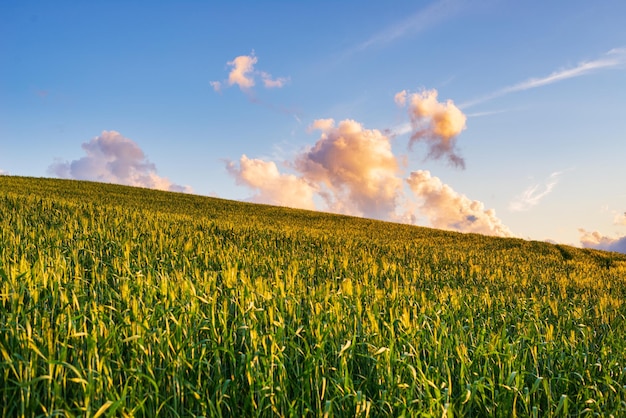 ヴォルテッラ渓谷のユニークな緑の風景トスカーナイタリア耕作された丘の範囲と穀物畑の上の風光明媚な劇的な空と夕日の光トスカーナイタリア