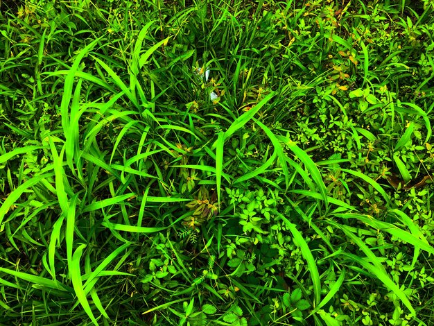 Foto una foto unica, piante, cielo, rocce e altro per sfondo, carta da parati