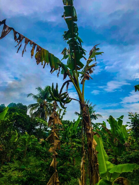 背景、壁紙用のユニークな写真、植物、空、岩など