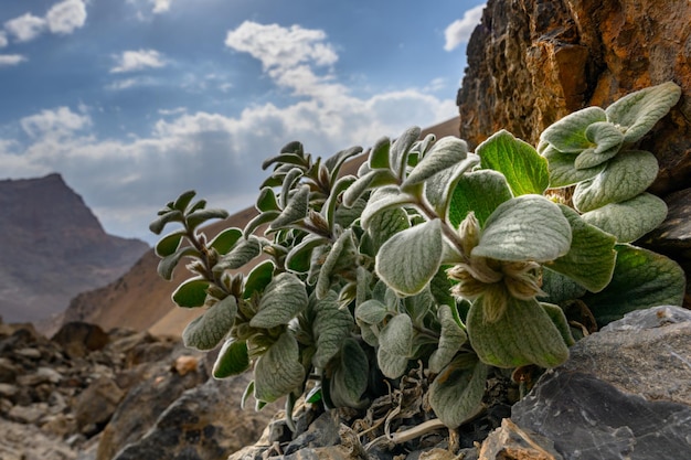 タジキスタンのファン山脈の山中にあるユニークな植物