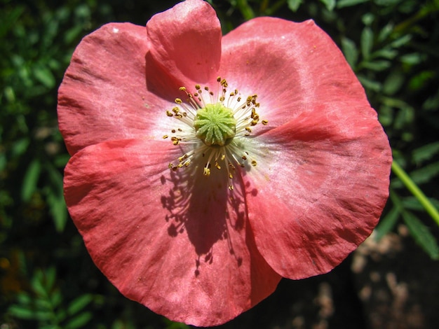 Unique red flower