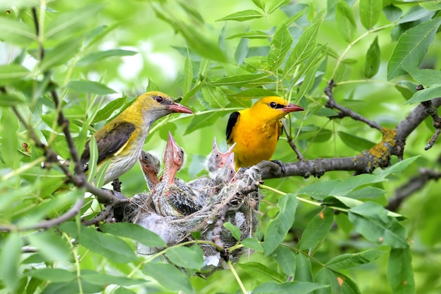 Unique shots of feeding chicks by both parents oriole simultaneously. male and female close up