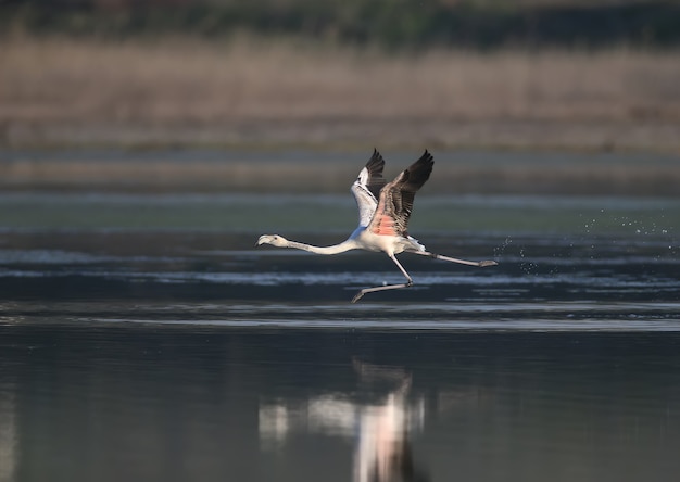 우크라이나의 틸리 굴 스키 강어귀에서 우연히 날아가는 핑크 플라밍고의 독특한 장면.