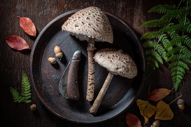 Unique and wild kite mushrooms picket straight from forest