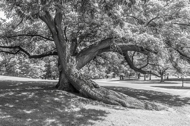 Unity Amongst Trees Parkinson Day