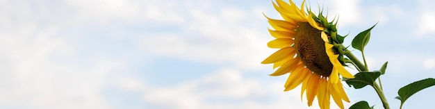 Universal Linkedin banner for different professions with sunflower