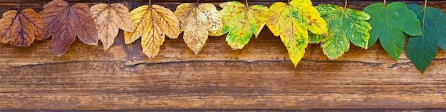 Universal Linkedin banner with still life with leaves for people any profession