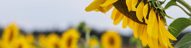 Universele Linkedin banner voor verschillende beroepen met zonnebloem