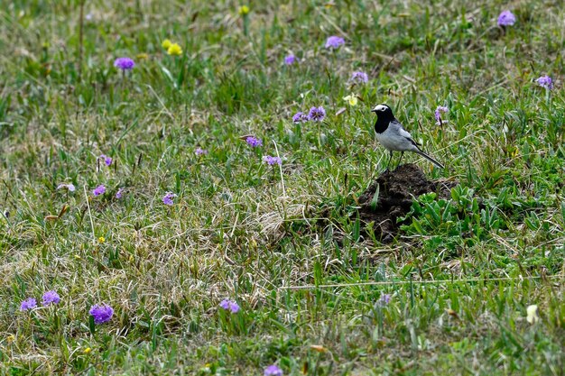 An unknown bird inhabits the kalajun prairie in xinjiang