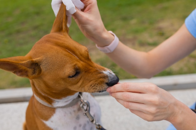 ウェットティッシュでおしりふきを使って女のペットの犬の手を世話する未知の白人女性...