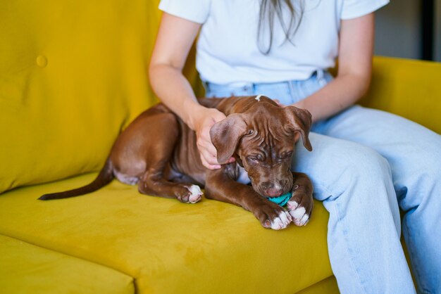 Unknown woman in tshirt and jeans petting pitbull puppy on yellow sofa in living room