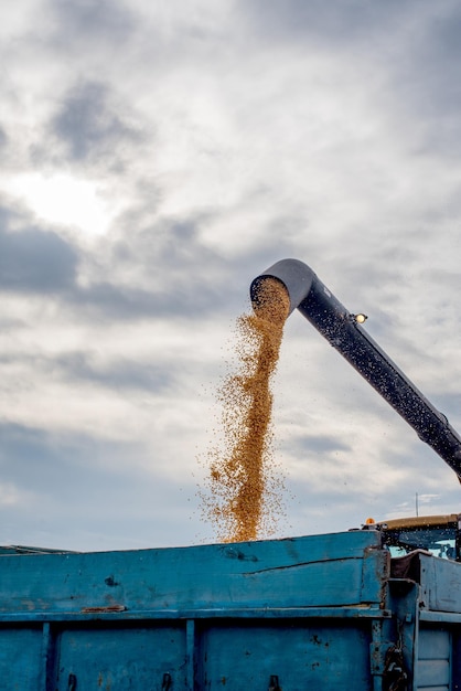 Unloading corn grain from the combine into a trailer after\
harvesting against the background of a beautiful sky