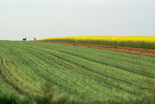 Unlocking the secrets of ancient soils a window into earth's geological history and evolution