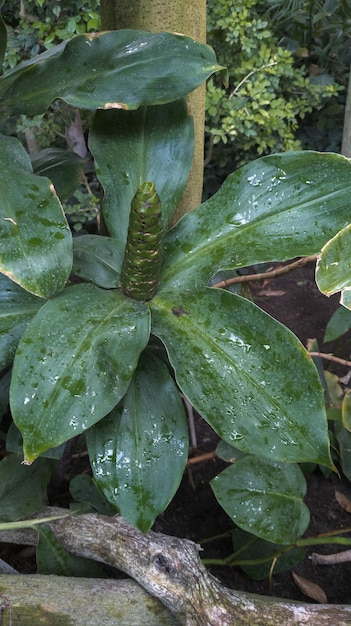 unopened costus flower