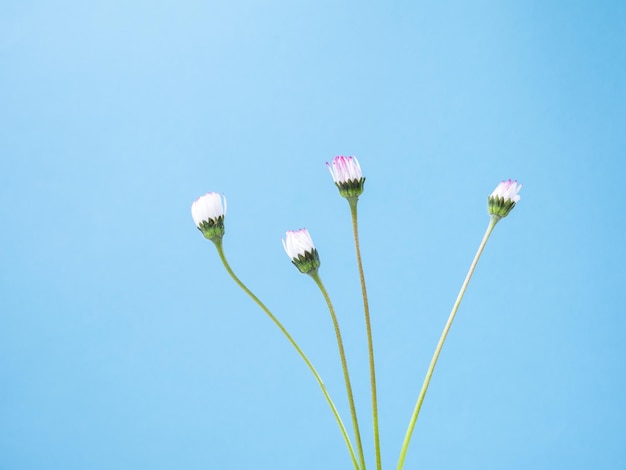 Unopened daisies on blue background