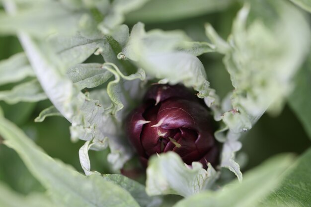 Unopened flower bud in garden closeup background botany concept