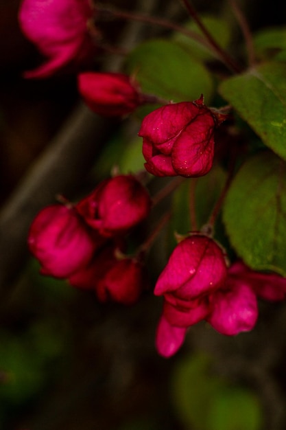 Unopened flowers of Malus Scarlet among green leaves on a tree branch