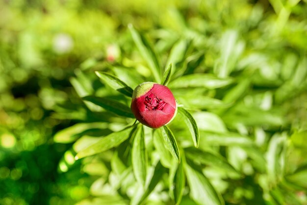 Photo unopened peony flower and green leaves in the garden