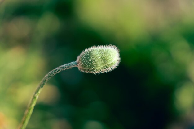 Unopened poppy bud on green blurred background