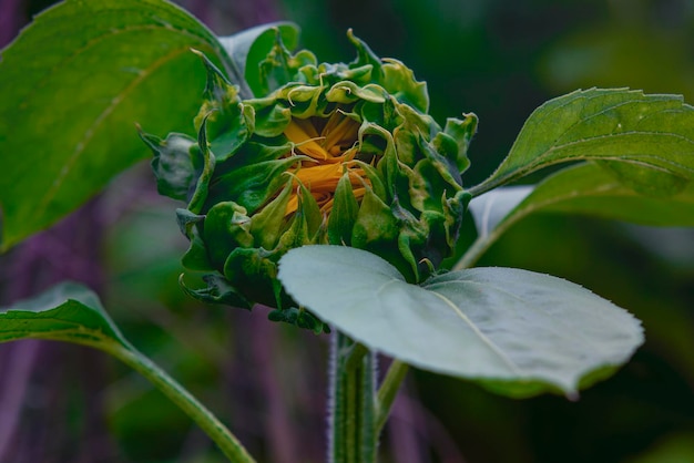 An unopened sunflower in a garden