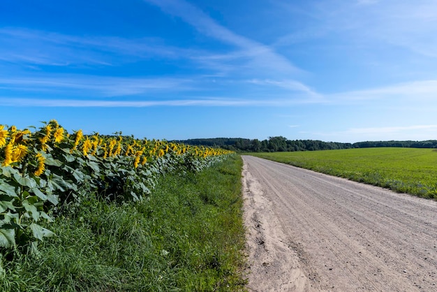 Strada sterrata per auto con erba e girasoli