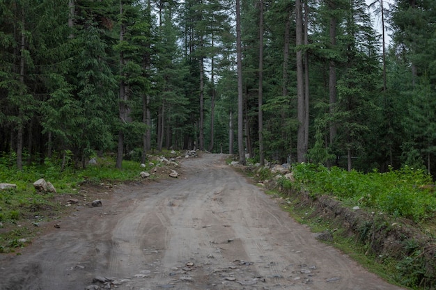 Photo unpaved road in the jungle walking in the forest