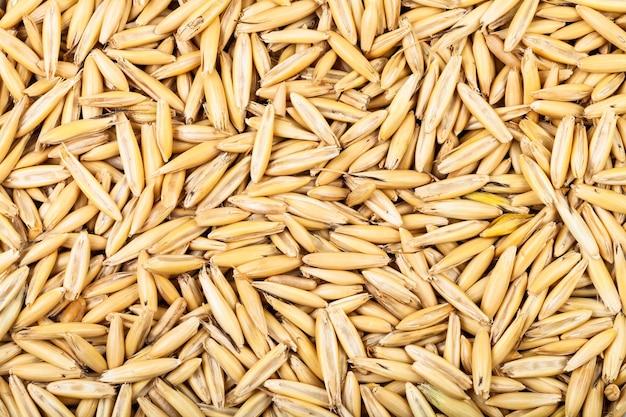 Unpeeled seeds of cultivated oat