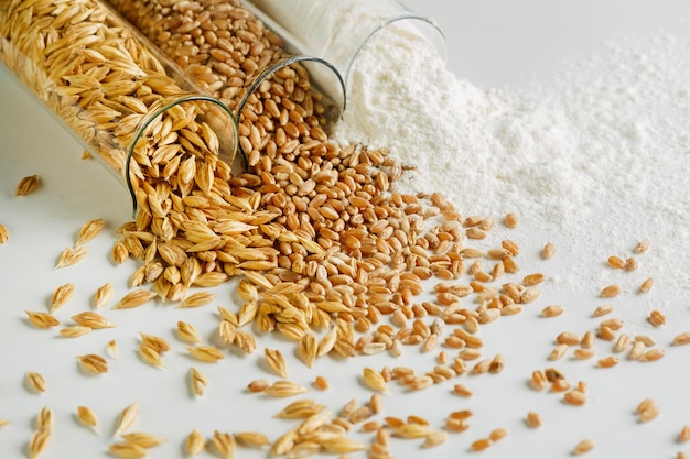 Unpeeled wheat grain in a glass flask peeled wheat grain flour on a white background