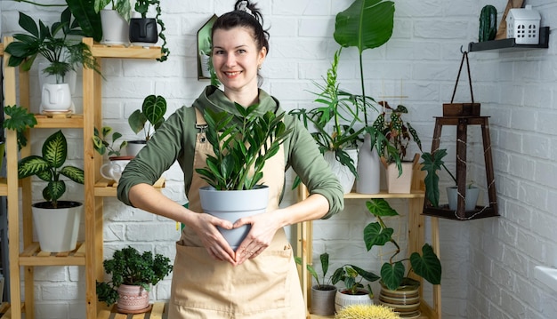 Unpretentious and popular Zamiokulkas in the hands of a woman in the interior of a green house