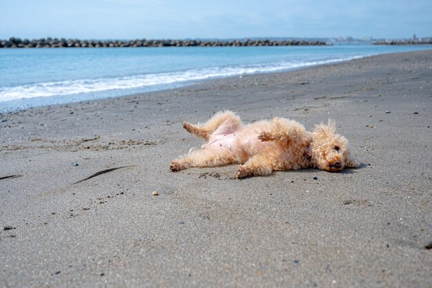 Unprotected toy poodle on a sandy beach