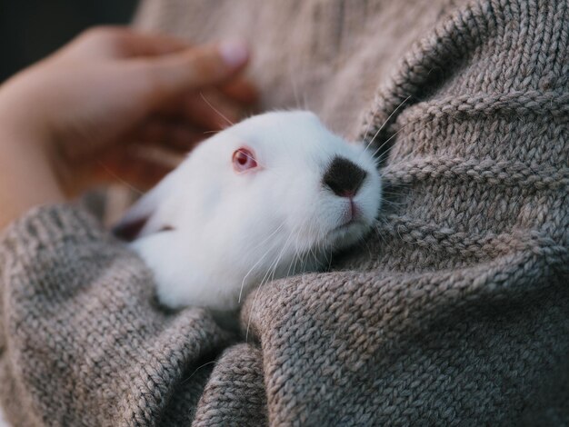 Photo unrecognisable boy in a gray knitted sweater holds a small domestic white rabbit in his hands