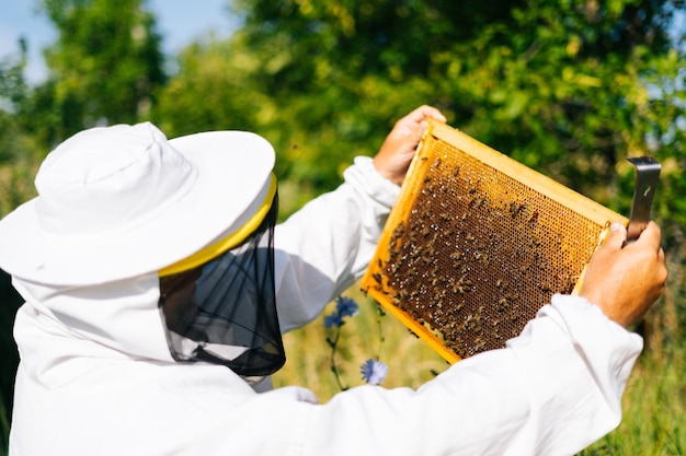 Unrecognizable apiarist wearing protective clothing and gloves holding honeycomb full of bees in sunny day Beekeeper in special suit looks at frame with honeycombs for bees Concept of bee agriculture