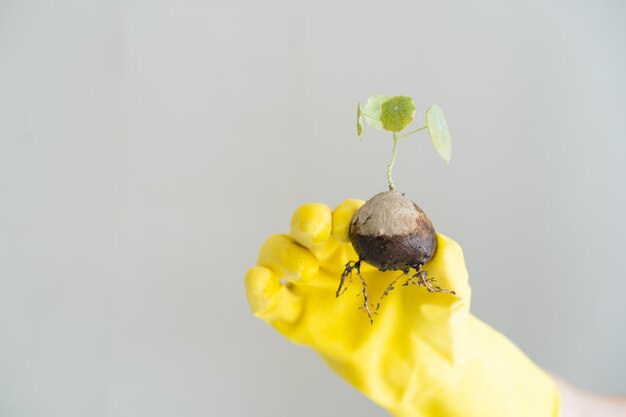 Unrecognizable asian woman planting a small stephania erecta\
craib in a clay pot close up planting a small house plants as\
leisure activity and hobby of people who living in the city zen\
like plant