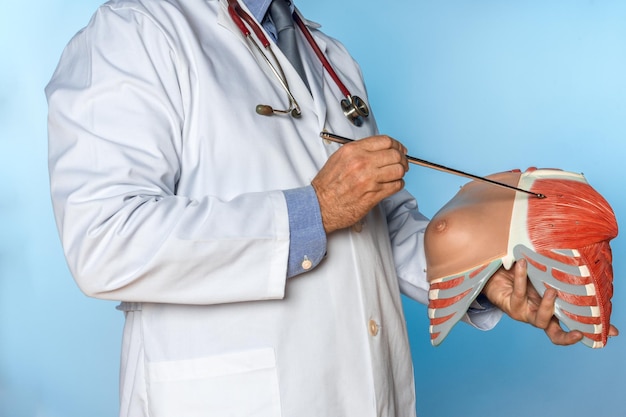 Unrecognizable doctor pointing out the pectoral muscle fibers of an anatomical model