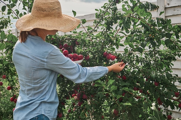 Unrecognizable female gardener in a hat picking plums into a bowl in her family backyard garden